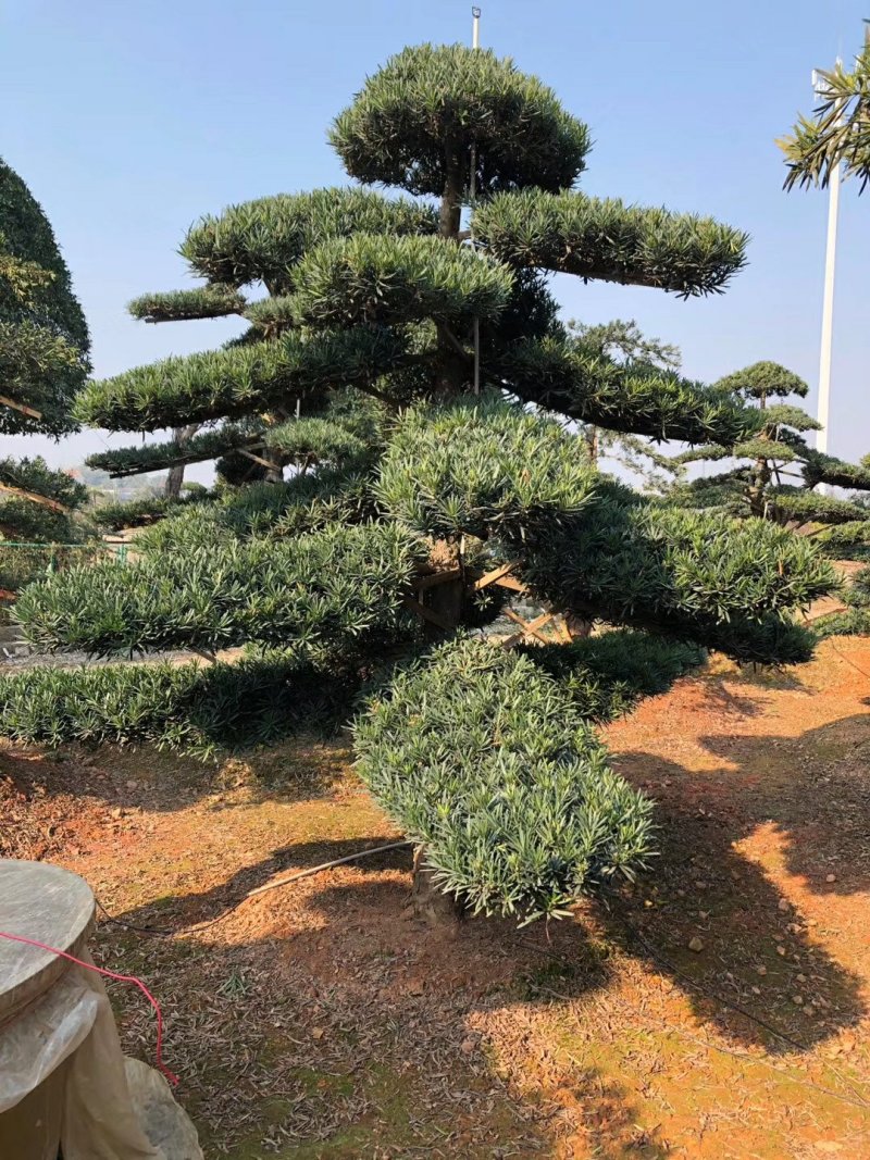 【精品造型罗汉松】，绿化造型盆景，产地湖南，基地直供量大优惠