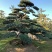 【精品造型罗汉松】，绿化造型盆景，产地湖南，基地直供量大优惠