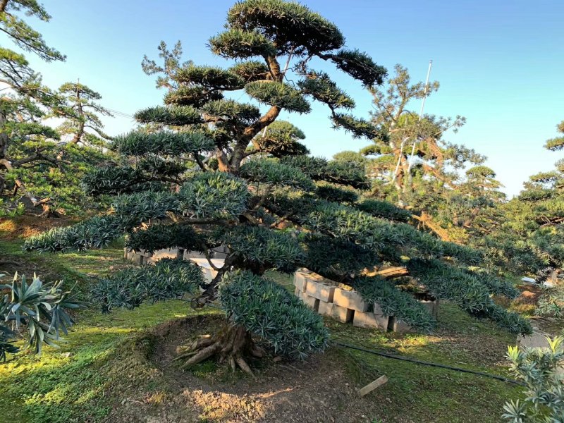 【精品造型罗汉松】，绿化造型盆景，产地湖南，基地直供量大优惠