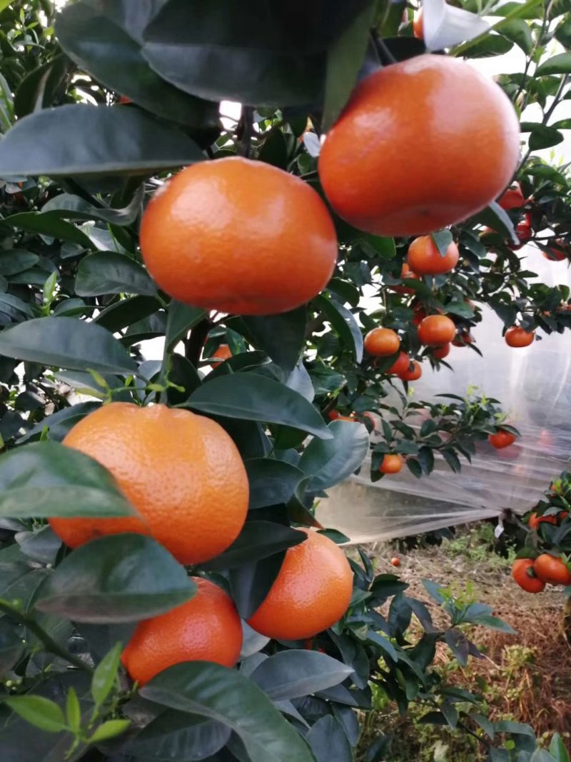 默科特