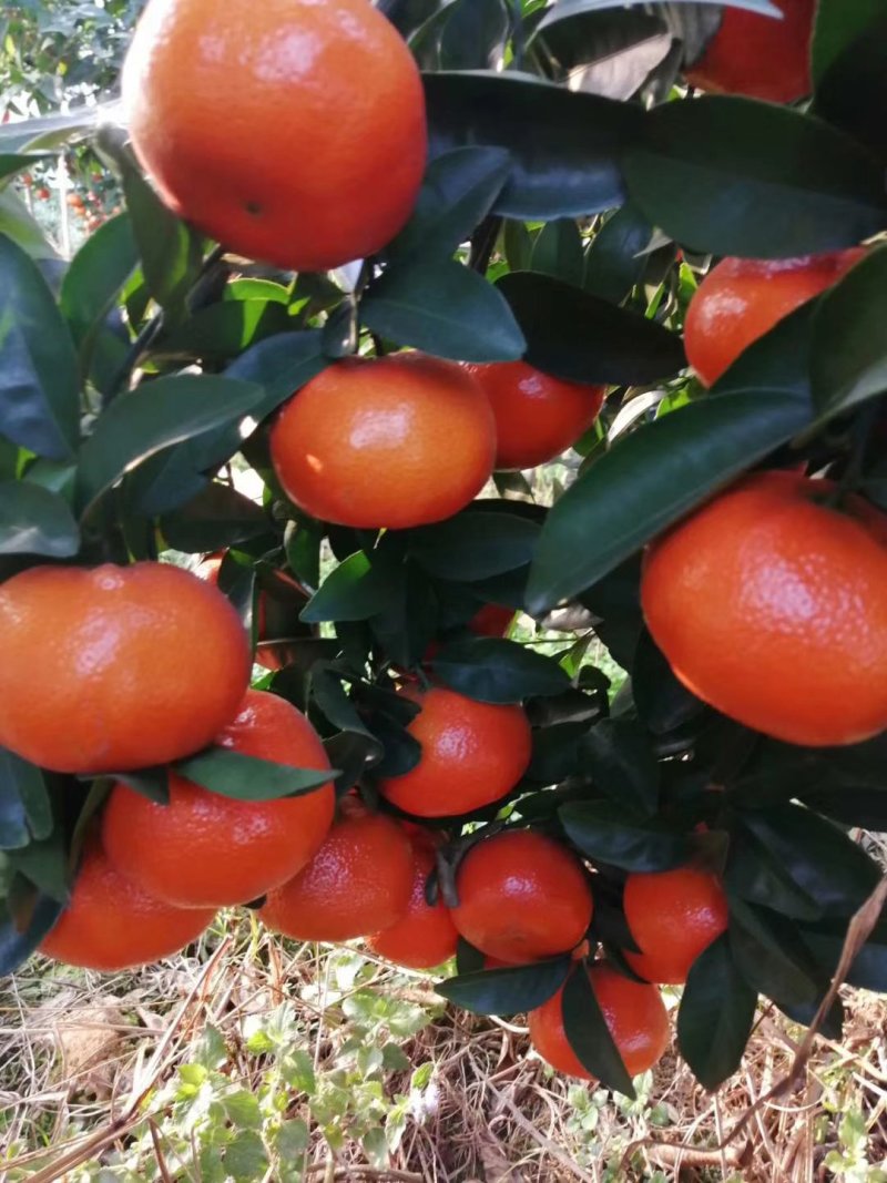 默科特