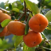 矮化树型磨盘柿子苗甜脆无核自行脱涩摘下即可食用保成活