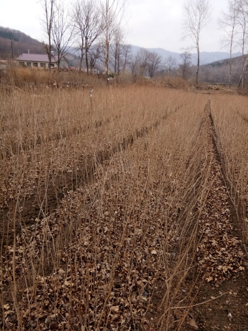 白桦苗，30~50cm货真价实，保证质量，信誉第一，