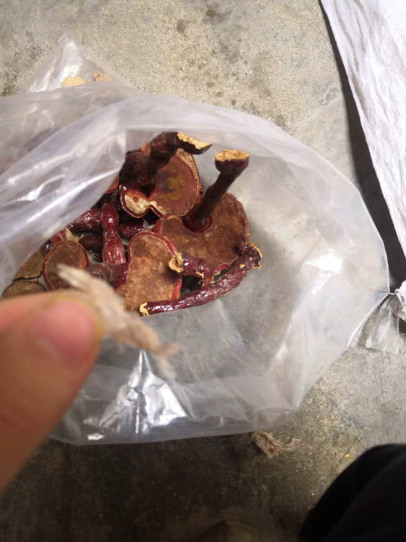 中草药木灵芝干干货关灵芝农家初选111111
