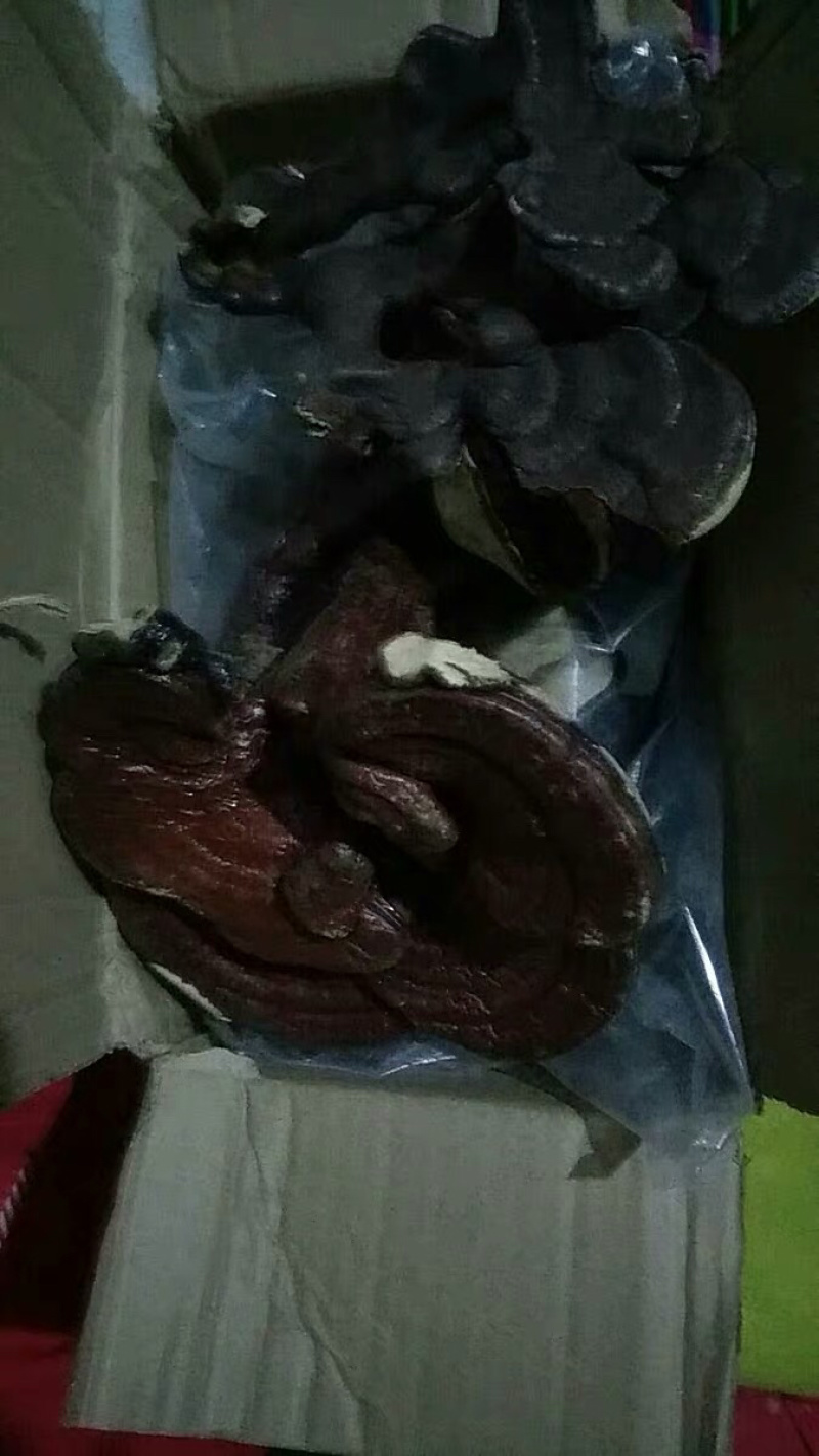 中草药木灵芝干干货关灵芝农家初选111111