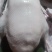 鸿程新鲜黑棕鹅，烧鹅专用鹅，长年供货，质量保证，全国发货