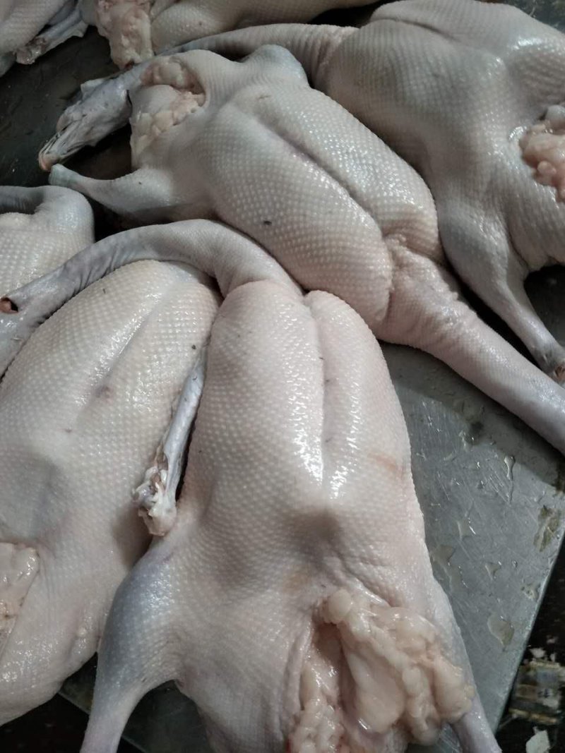 鸿程新鲜黑棕鹅，烧鹅专用鹅，长年供货，质量保证，全国发货