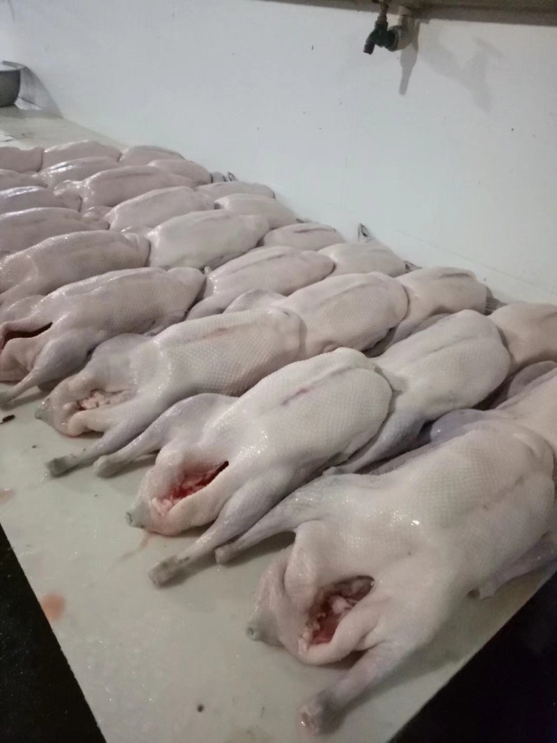 鸿程新鲜黑棕鹅，烧鹅专用鹅，长年供货，质量保证，全国发货