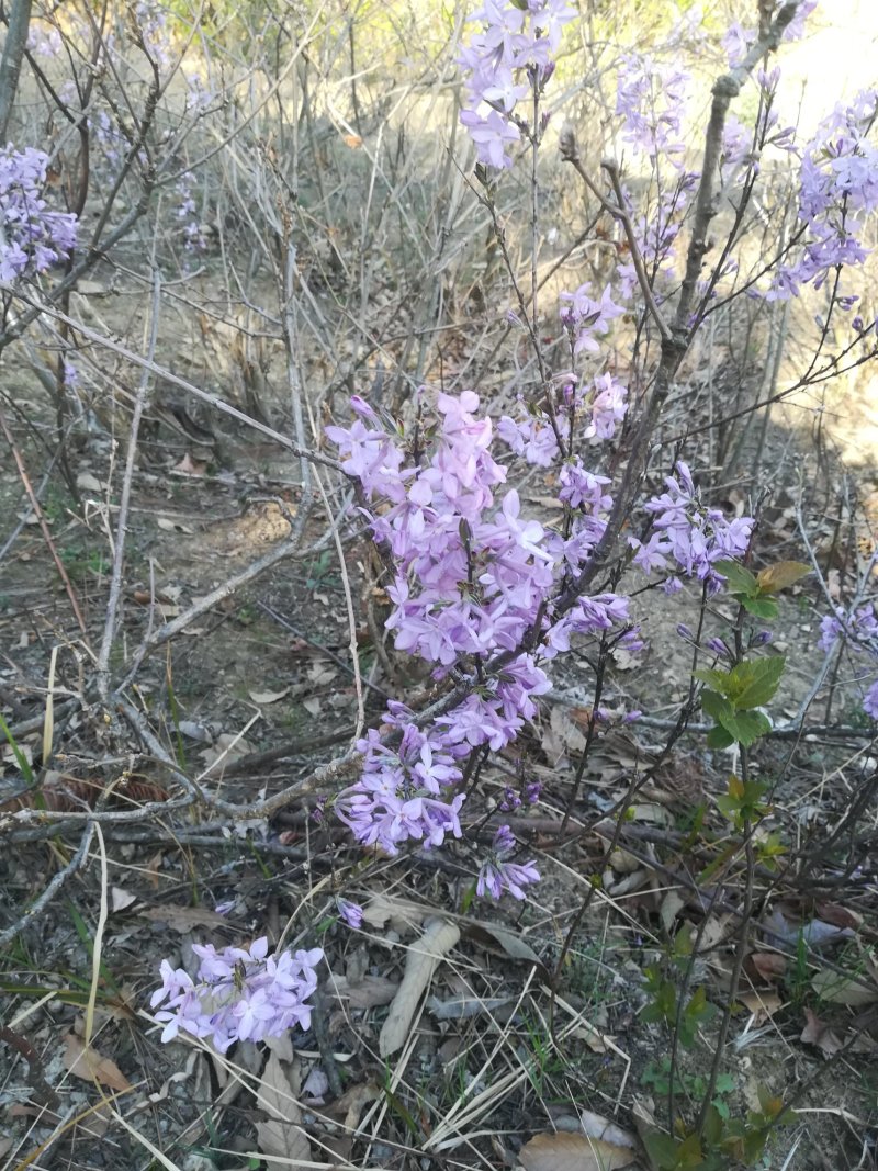 整株有根有枝晒干的芫花树中草药