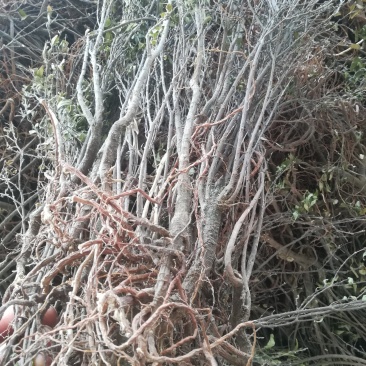 整株有根有枝晒干的芫花树中草药