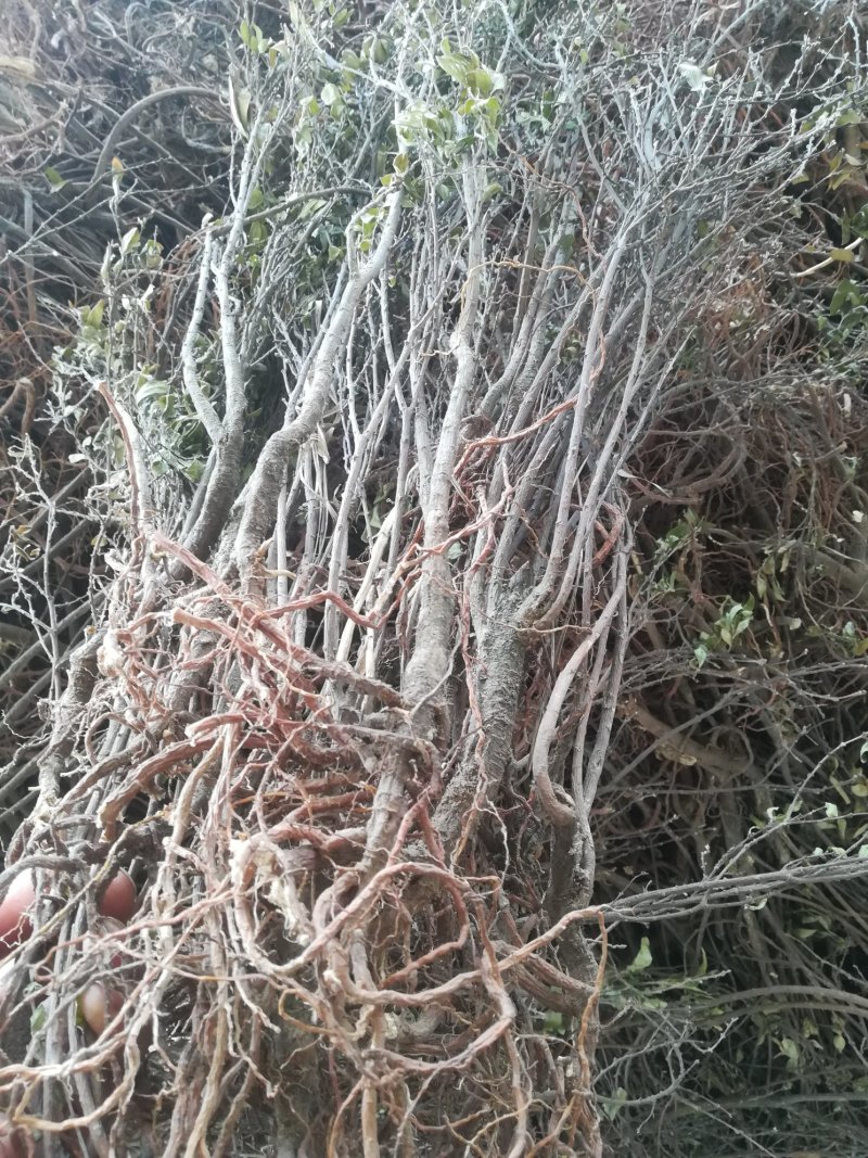 整株有根有枝晒干的芫花树中草药