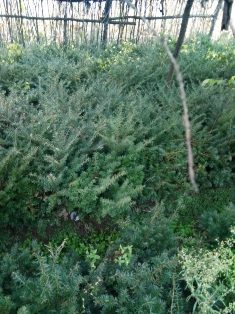 红豆杉盆景带盆栽好30~50cm货真价实，保证质量，