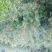 红豆杉盆景带盆栽好30~50cm货真价实，保证质量，