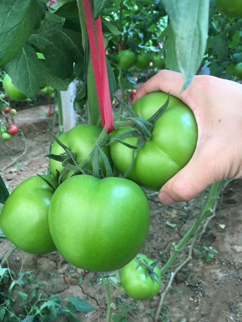 欧诺西红柿籽早春越夏秋延优质品种