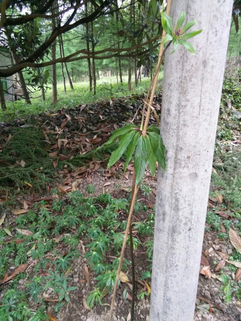 重楼种苗，七叶一枝花