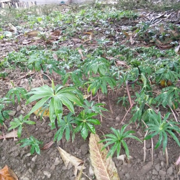 重楼种苗，七叶一枝花
