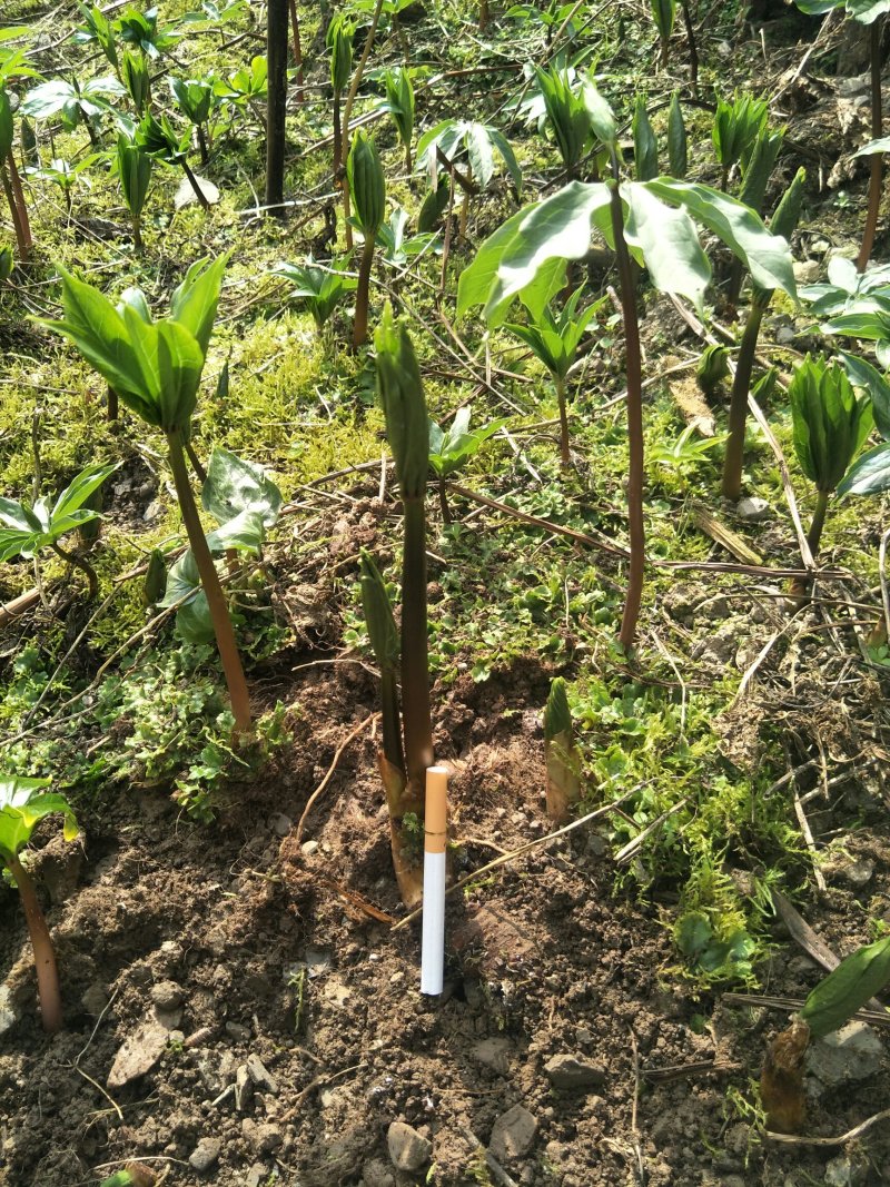 重楼种苗，七叶一枝花