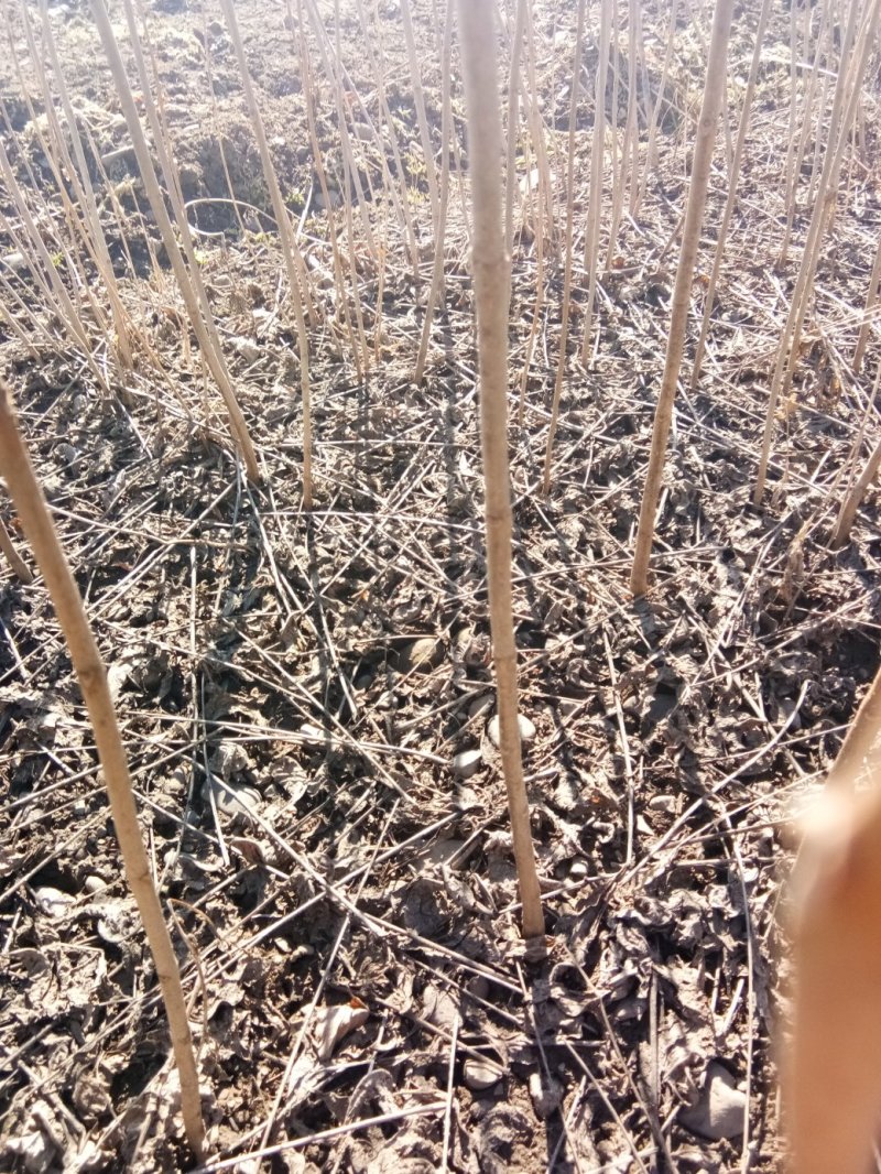 山核桃苗1年苗，货真价实，保证质量，信誉第一。