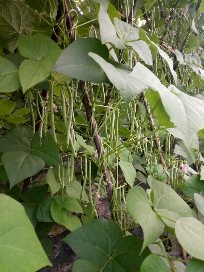 要致富，请种浙龙8号四季豆