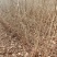 沙枣树各种规格长年供应沙枣枣树苗南北方种植盆栽地栽果树苗