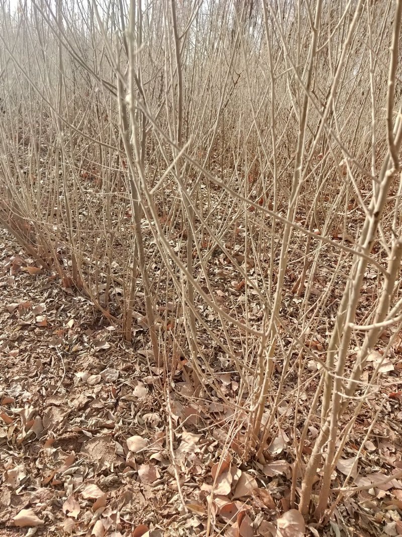 沙枣树各种规格长年供应沙枣枣树苗南北方种植盆栽地栽果树苗
