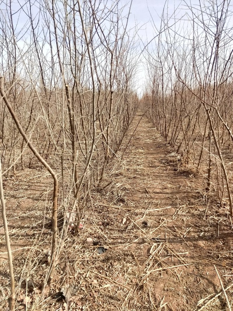 沙枣树各种规格长年供应沙枣枣树苗南北方种植盆栽地栽果树苗