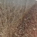 沙枣树各种规格长年供应沙枣枣树苗南北方种植盆栽地栽果树苗
