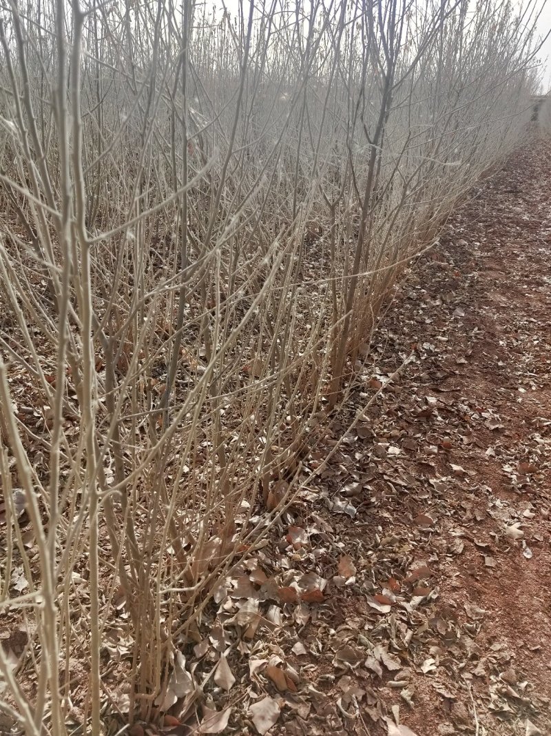 沙枣树各种规格长年供应沙枣枣树苗南北方种植盆栽地栽果树苗