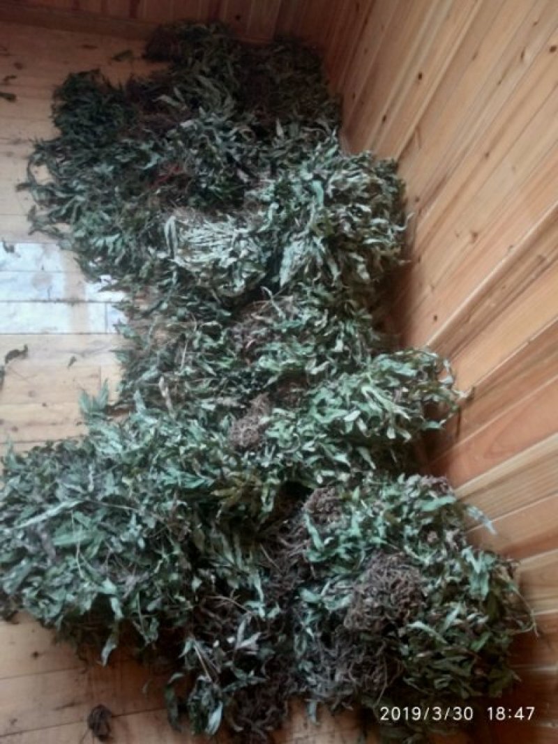 贵州铜仁野生金鸡脚干货鸭脚草干品鸭跖草阴干金鸡爪无杂质