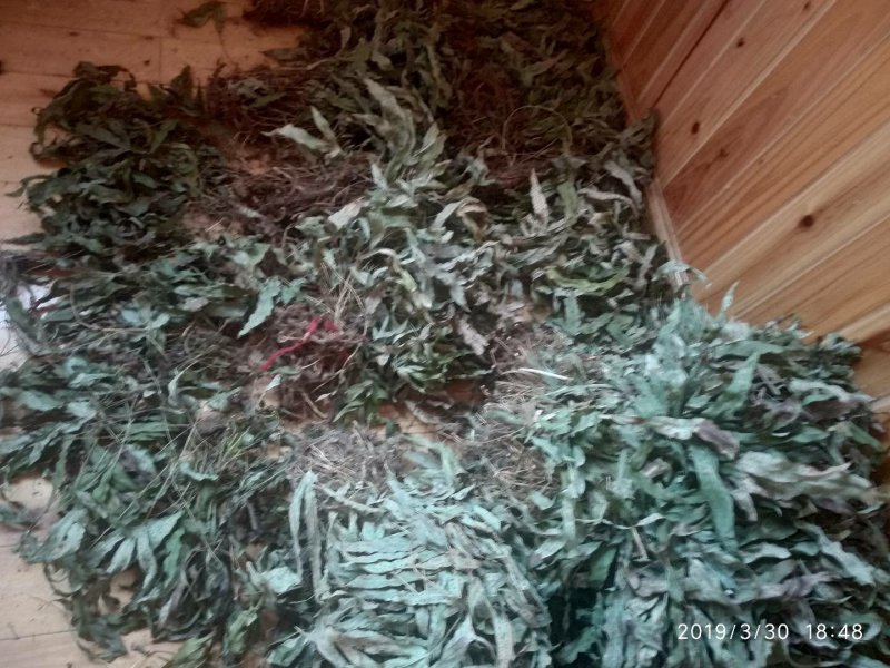 贵州铜仁野生金鸡脚干货鸭脚草干品鸭跖草阴干金鸡爪无杂质