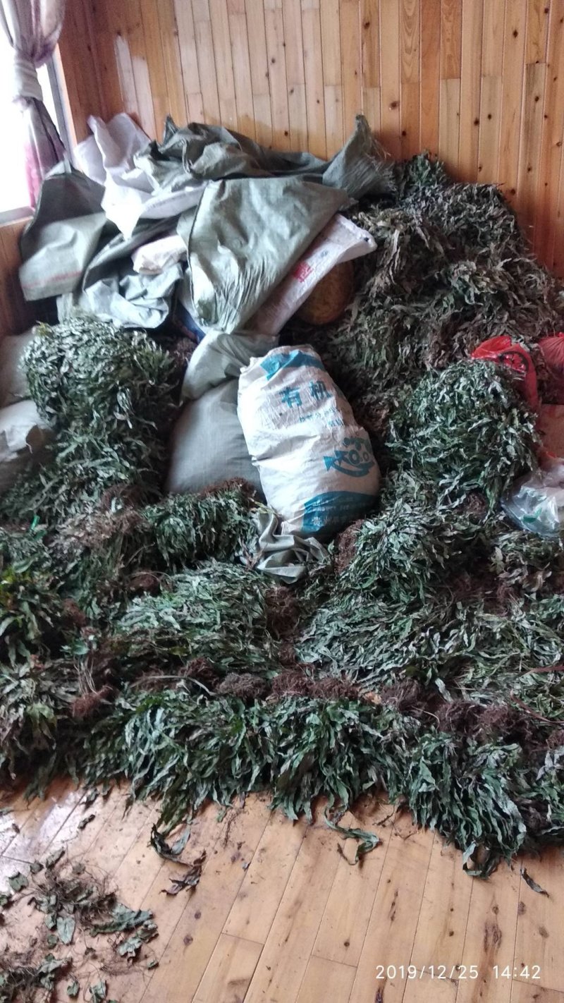 贵州铜仁野生金鸡脚干货鸭脚草干品鸭跖草阴干金鸡爪无杂质