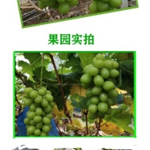 阳光玫瑰葡萄苗