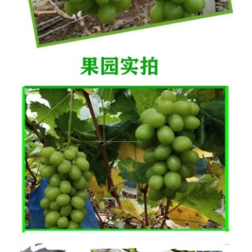 阳光玫瑰葡萄苗