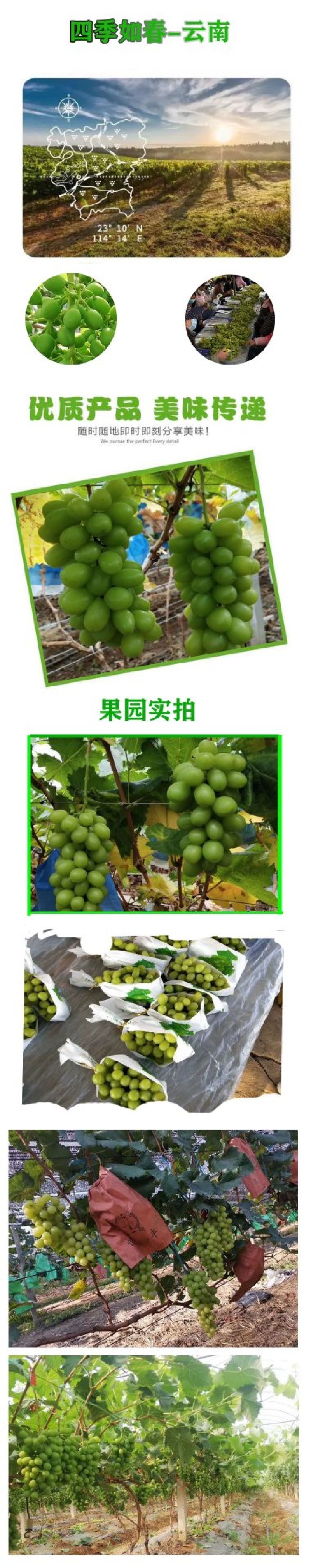 阳光玫瑰葡萄苗