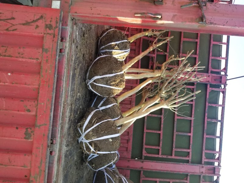 紫薇，百日红，紫薇批发，质量如图。价格优惠