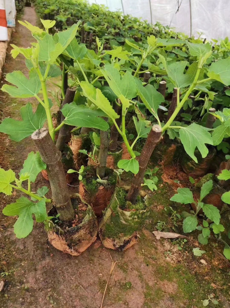 【葡萄苗】夏黑葡萄苗基地直销包邮包邮包邮