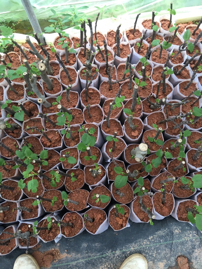 【葡萄苗】夏黑葡萄苗基地直销包邮包邮包邮