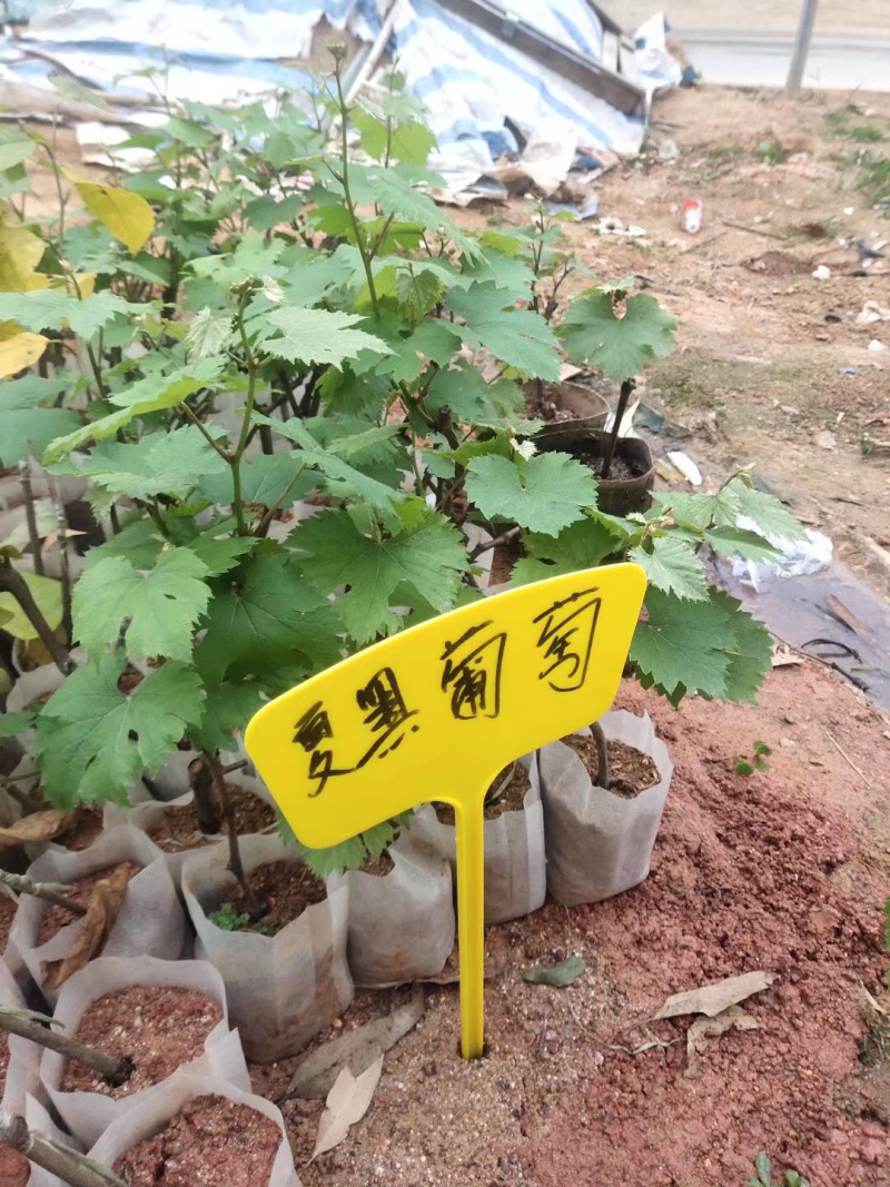 【葡萄苗】夏黑葡萄苗基地直销包邮包邮包邮