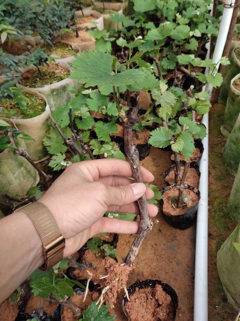 【葡萄苗】夏黑葡萄苗基地直销包邮包邮包邮