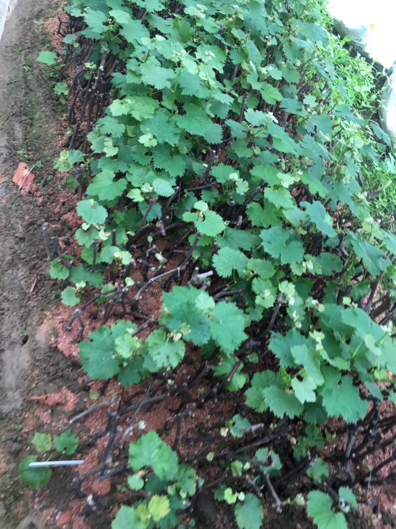 【葡萄苗】夏黑葡萄苗基地直销包邮包邮包邮