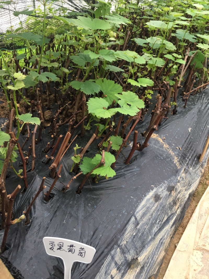 【葡萄苗】夏黑葡萄苗基地直销包邮包邮包邮
