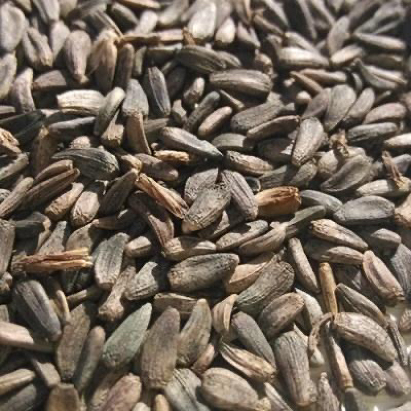 中药材牛蒡子大力子干货111农家初选11111