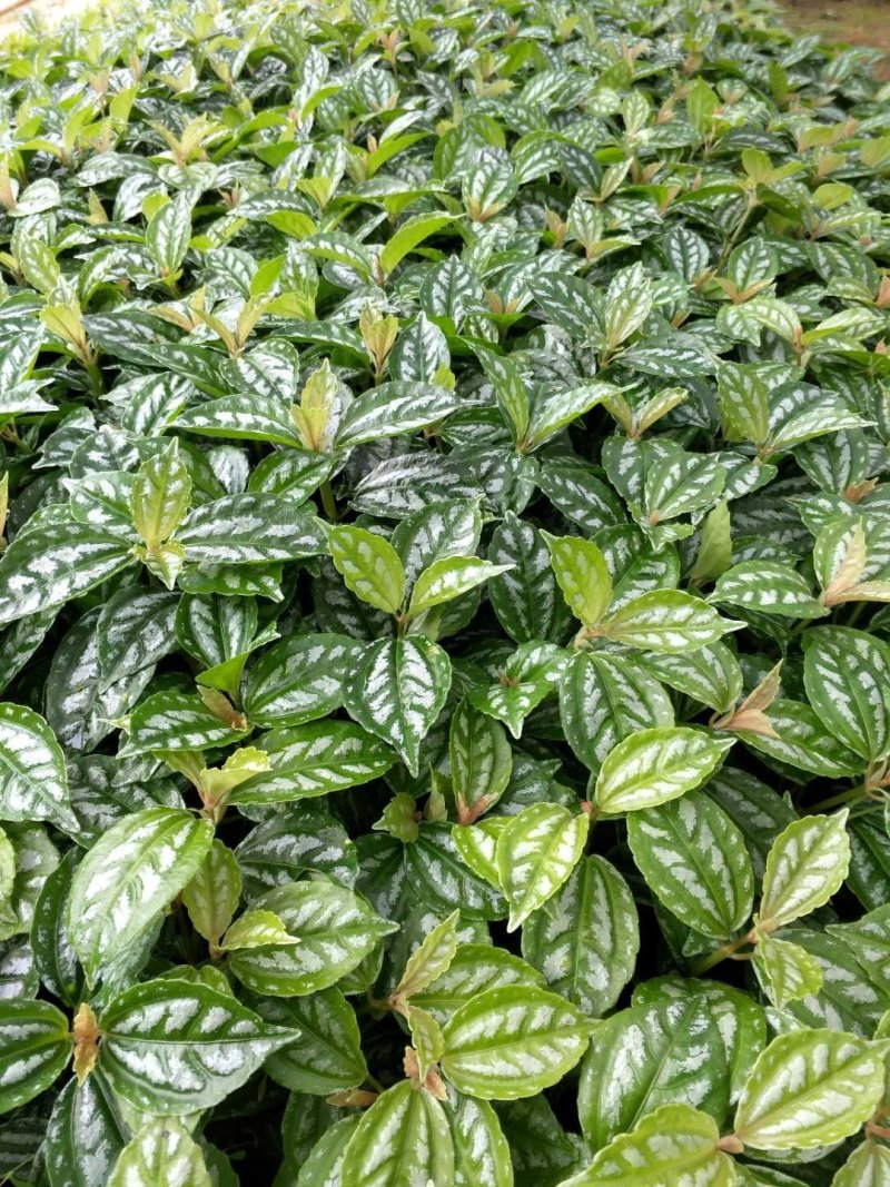 冷水花绿化苗木有需要的联系，量大优惠欢迎下单