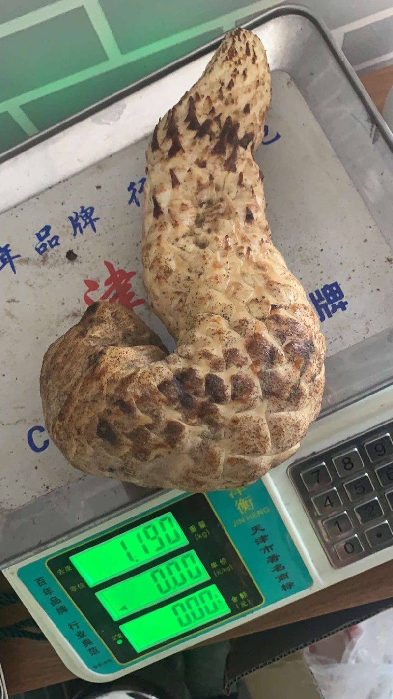 内蒙阿拉善新鲜肉苁蓉男性滋补泡酒料新鲜锁阳
