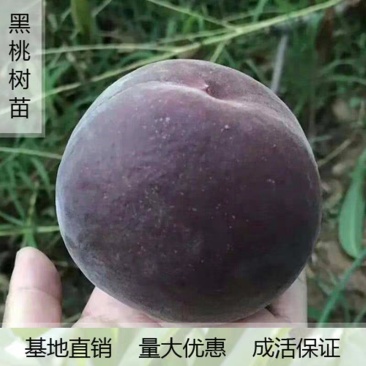 黑桃皇后嫁接苗现挖现发