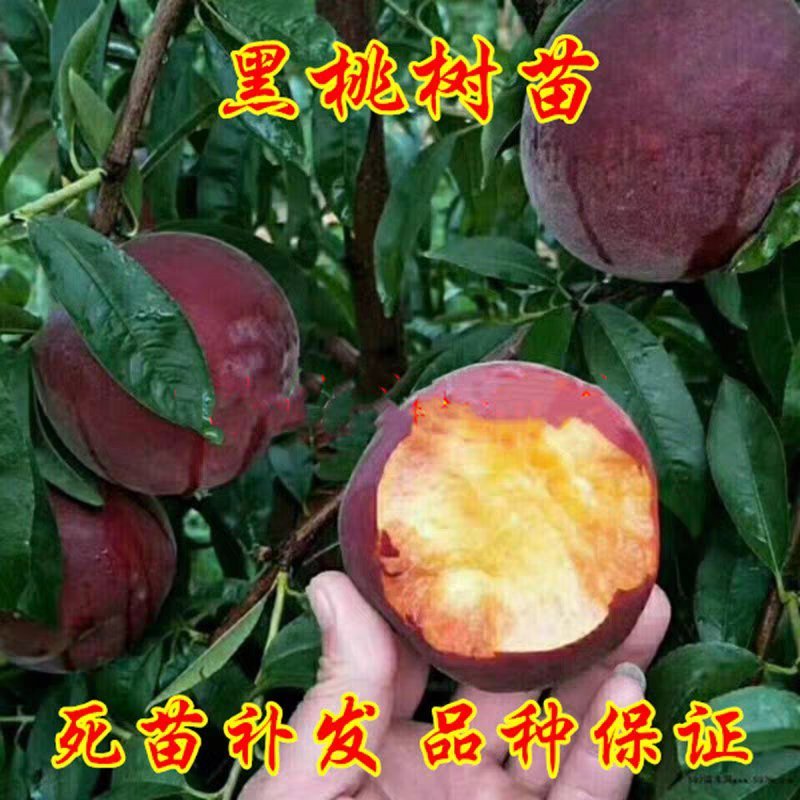 黑桃皇后嫁接苗现挖现发