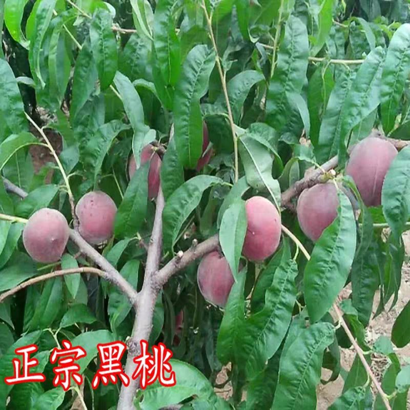 黑桃皇后嫁接苗现挖现发