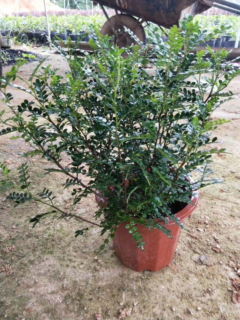 胡椒木，绿化苗工程苗有需要的联系量多优惠。