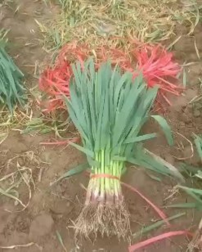 蒜苗，红根蒜苗，山东红根蒜苗