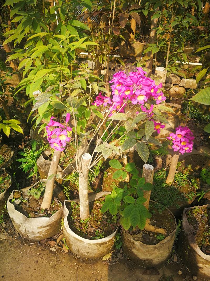 紫花风铃木（多花紫绣球）原生土球折杆苗